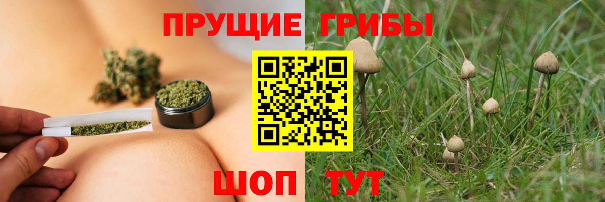 Галлюциногенные грибы прущие грибы Переславль-Залесский